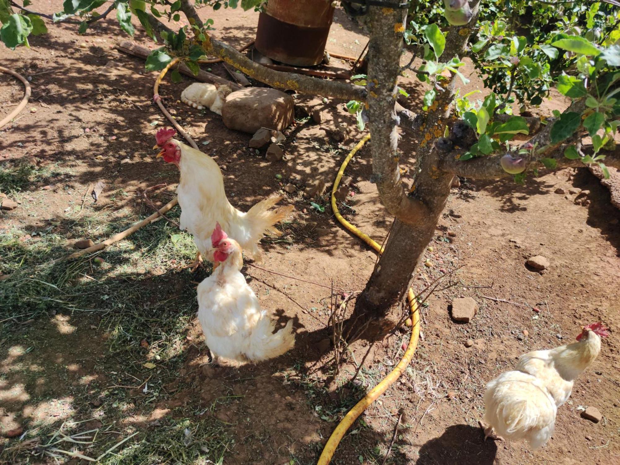 Finca El Cercadillo Gáldar Zewnętrze zdjęcie